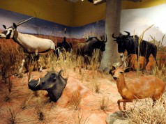Márciusig látható a szegedi Móra-múzeum Afrika-kiállítása
