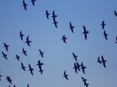 Súlyos madármérgezés történt a Balaton-felvidéken