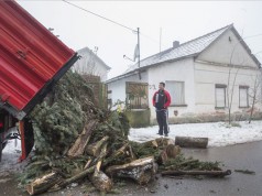 Rászorulók kapták tüzelőnek a város lebontott karácsonyfáját