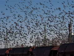 Galambraj Debrecen felett