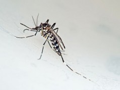 Infektológus: Magyarországon nem kell tartani a Zika-vírus okozta járványtól