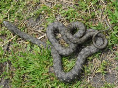 A kockás sikló az év hüllője Magyarországon