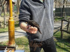 Vissza a természetbe – a Vadaspark szabadjára engedett hat madarat