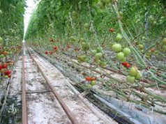 A kertészet erőteljes, stabil ága a magyar agráriumnak