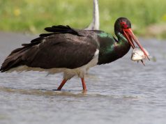 Újra fészkelnek fekete gólyák Esztergom közelében