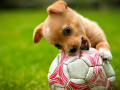 Hivatalosan is kutyabaráttá minősíthetőek a szállás- és vendéglátóhelyek