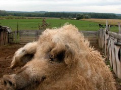 Magyar ízek bemutatója és agrárminiszteri tárgyalás Washingtonban