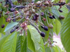 Agrárkamara: a fagykár mihamarabbi lejelentése szükséges a kárenyhítés érdekében