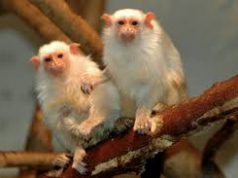 Ezüstös selyemmajom született a Szegedi Vadasparkban