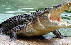 Krokodiltámadást élt túl egy kempingező Ausztráliában