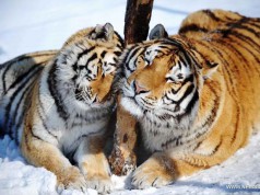 Nőtt a vadon élő tigrisek száma