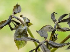 FruitVeB: 25-30 százalékkal kevesebb gyümölcs lesz az idén a fagykárok miatt