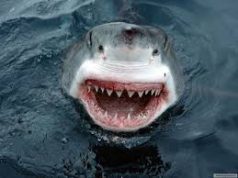 Cápa támadhatott meg egy nőt a kaliforniai partoknál