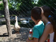 Önkéntesség a Vadasparkban