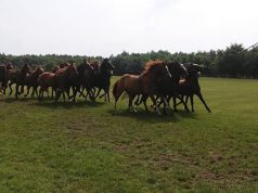 Rekordot állítottak a Vincze Lovardában