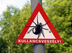 Rendkívüli kullancsveszély hazánkban és a környező országokban