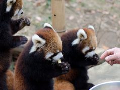 Macskamedve ikrek születtek a Nyíregyházi Állatparkban