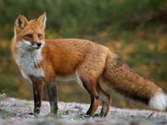 Parlagi sasok és rókák pusztulása miatt emeltek vádat egy városföldi vadász és társa ellen