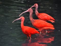 Skarlát íbiszek keltek ki a Szegedi Vadasparkban