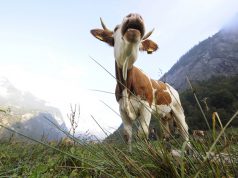 A szarvasmarhák tomporára festett szemekkel védekeznek az oroszlánok ellen