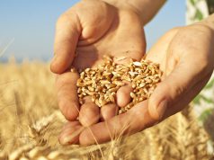 Újabb fontos lépés az illegális vetőmagpiac ellen