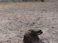 A Kecskeméti Vadaskert rövid örömhíre