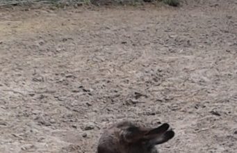 A Kecskeméti Vadaskert rövid örömhíre