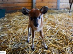Antilopborjúk születtek a Nyíregyházi Állatparkban