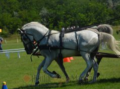 Nagy sikert aratott a Hetényegyházi Fogathajtó