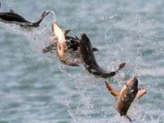 Haltelepítés a Benkó Zoltán Szabadidőközpontban