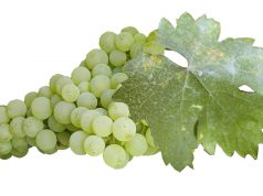 XXXI. alkalommal rendezik meg a Sárfehér napokat Izsákon