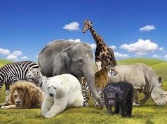 Élő bolygó jelentés: Drasztikus mértékben csökkentek az állatfajok populációi