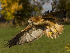 Madarak Napja a Kecskeméti Vadaskertben