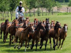Lovastúra a Kiskunság festői tájain