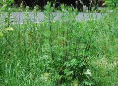 Tanácsok pollenallergiásoknak