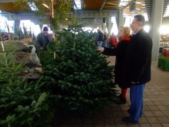 Megkezdődött a karácsonyfavásár a kecskeméti piacokon