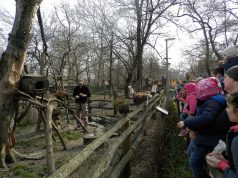 Vadaskerti hívogató