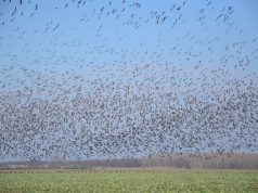 Mi történt a Kiskunsági Nemzeti Parkban 2016-ban?