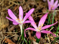 Tavaszi hírnökök: már virít az egyhajúvirág és a tarka sáfrány