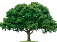 Faápolással kapcsolatos közlemény