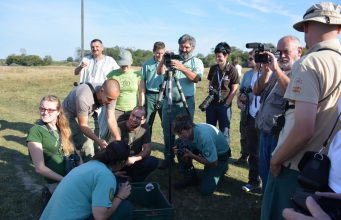 Keressük az év Ifjú Kócsagőrét