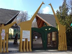 A Kecskeméti Vadaskert az idei első szabadtéri madár repítéses bemutatóját a Nemzeti Ünnepen tartja!