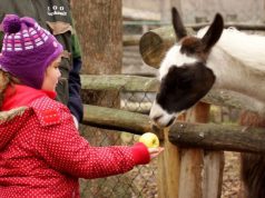 Családi Nap a Vadaskertben