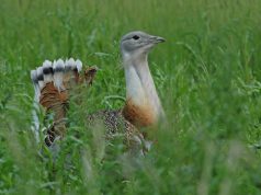 Újabb áldozatot szedett a légvezeték