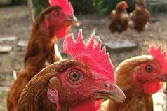 Szárnyasok nélkül rendezik meg a hétvégi kisállatvásárt