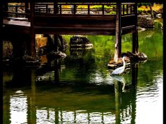 JAPÁN NAP KECSKEMÉTEN