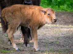 Amerikai bölény született a Nyíregyházi Állatparkban