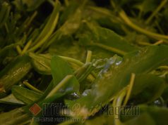 Kecskeméti ÉT-TRENDREK a ZFW Hortiservice Kft.-vel