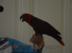 Állati előadás a Wojtyla Házban