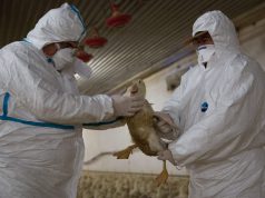 Feloldották a madárinfluenza miatti korlátozásokat Magyarországon